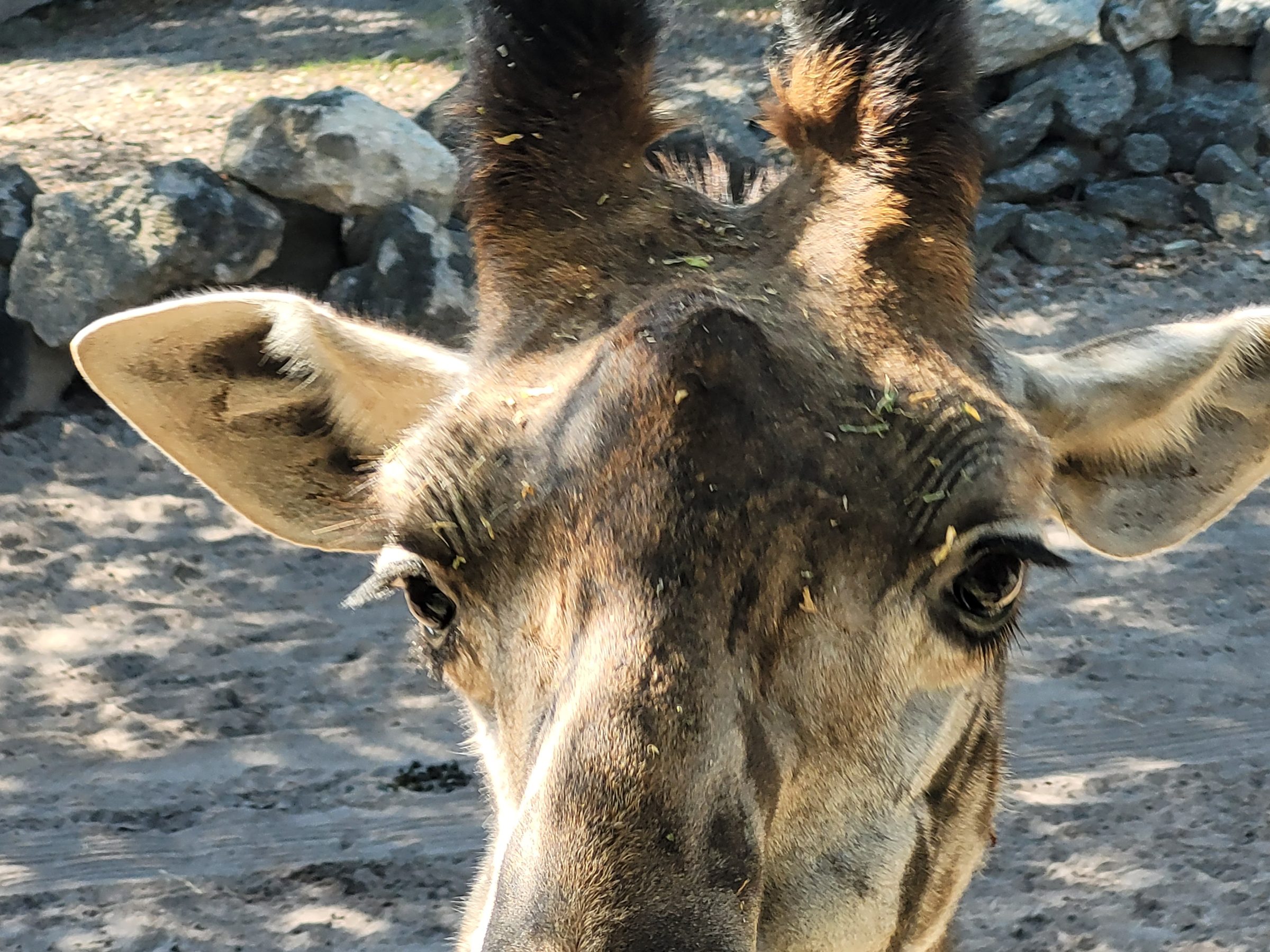 Giraffe face closeup at Brevard Zoo