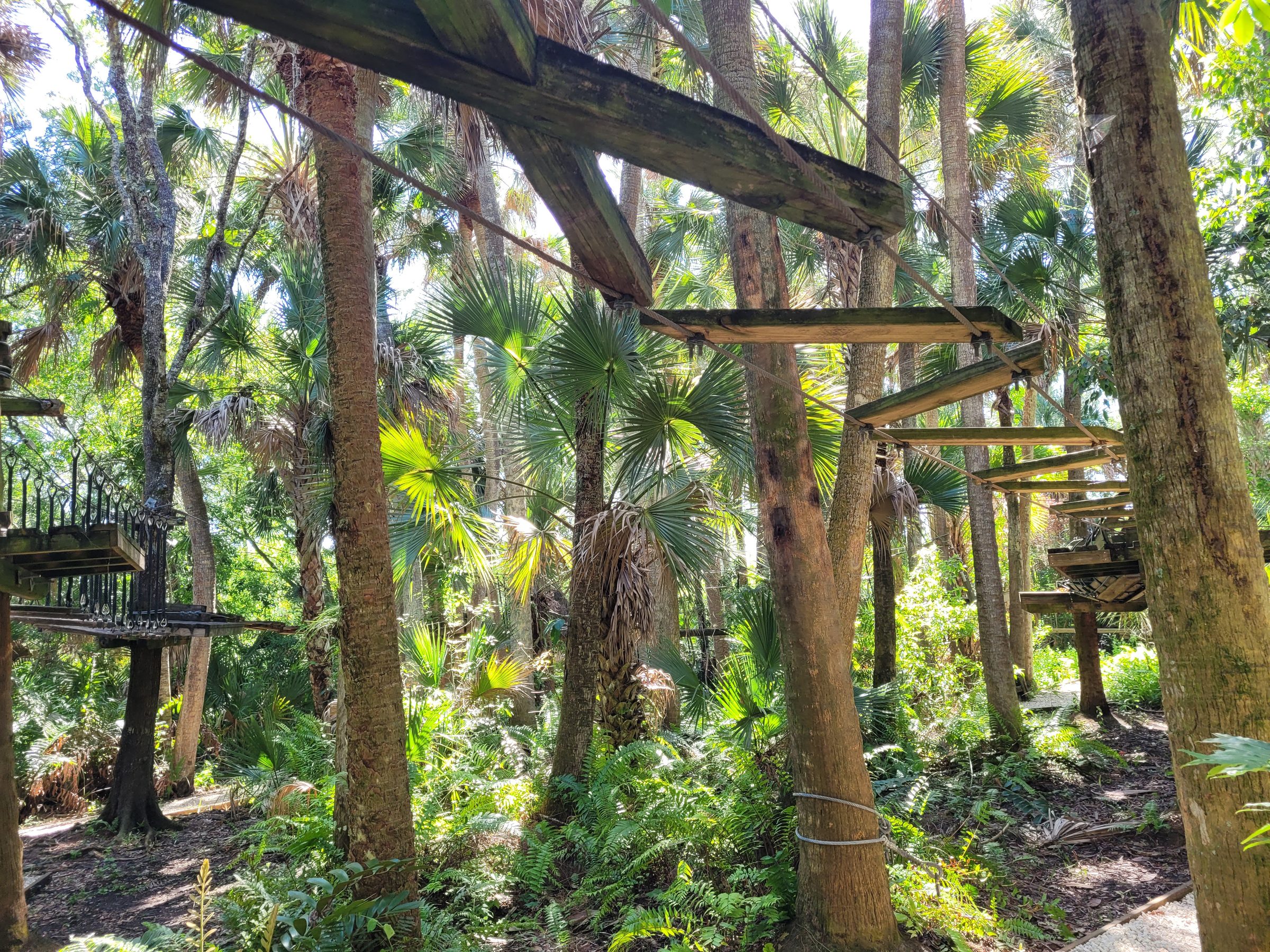 View looking up through the Treetop Trek canopy at Brevard Zoo