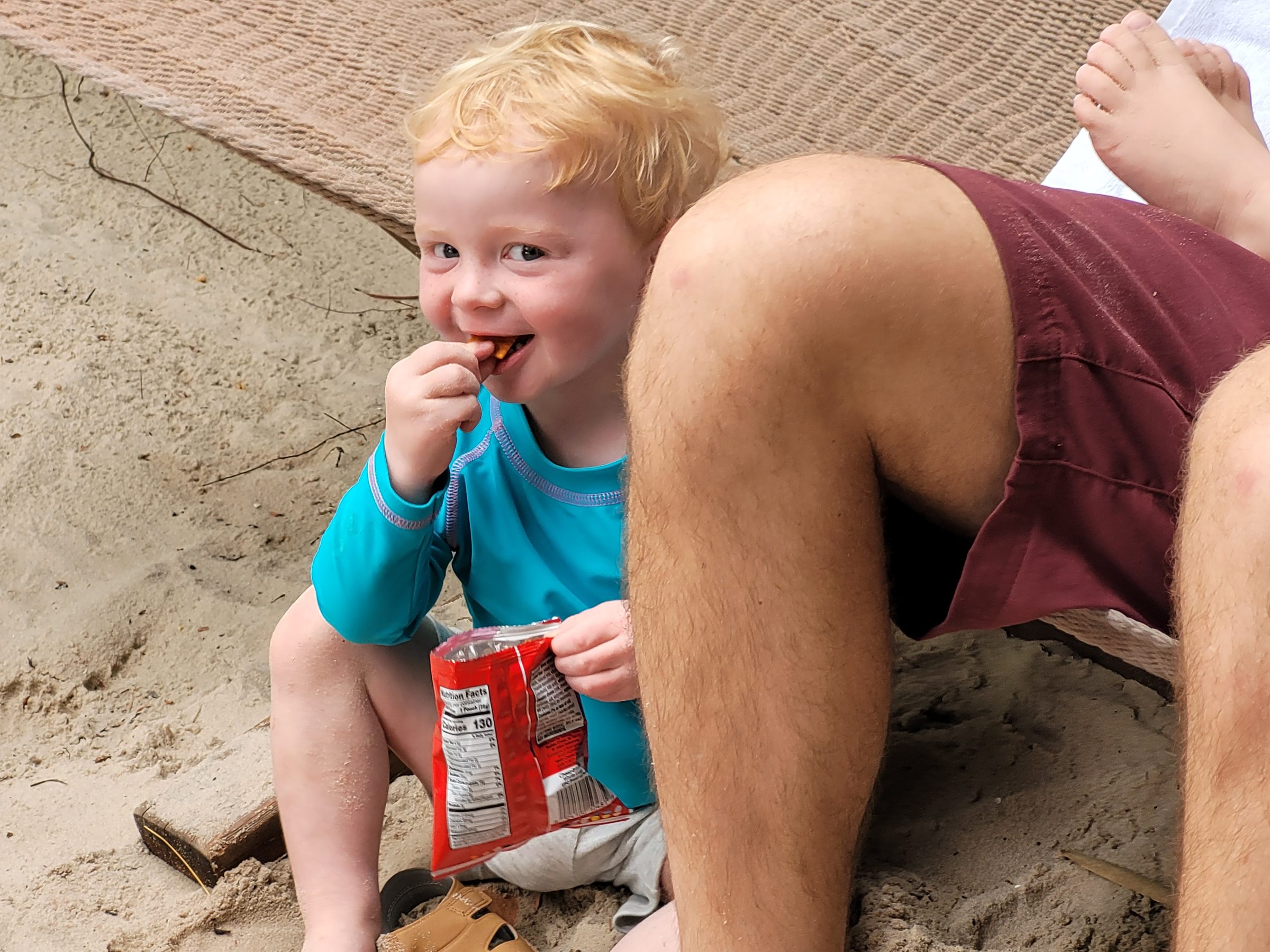 Raccoon sitting in the sand at Discovery Cove, eating chips with great concentration